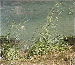La mauvaise herbe