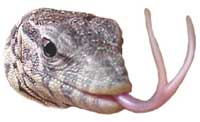 L'abomination