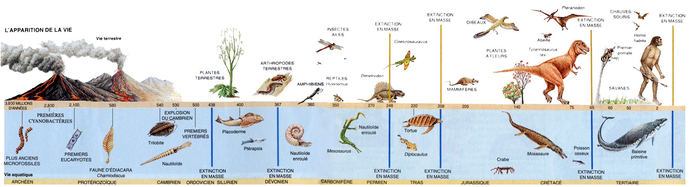Evolution de la vie sur Terre